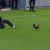 Galo à solta em Israel