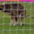 Cão interrompe jogo para deixar presente no relvado