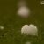 Bolas de granizo gigantes no Bélgica v Tunísia