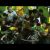 No Equador: dois guarda-redes da mesma equipa expulsos no mesmo jogo