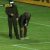VÍDEO: Jogo do campeonato russo interrompido devido a uma cobra